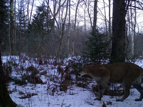 Cougars in Wisconsin